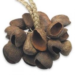 Toca Seed shell